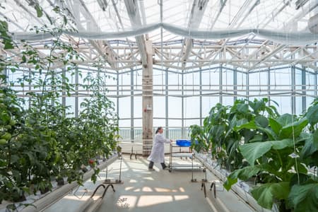 Vertical Farm Hengshui